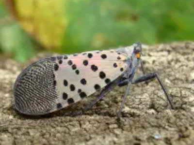 Adult Spotted Lanternfly